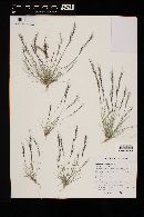 Aristida adscensionis image