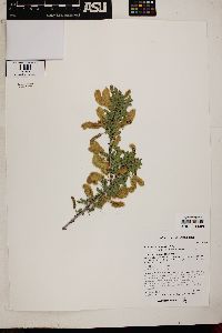 Acacia greggii image