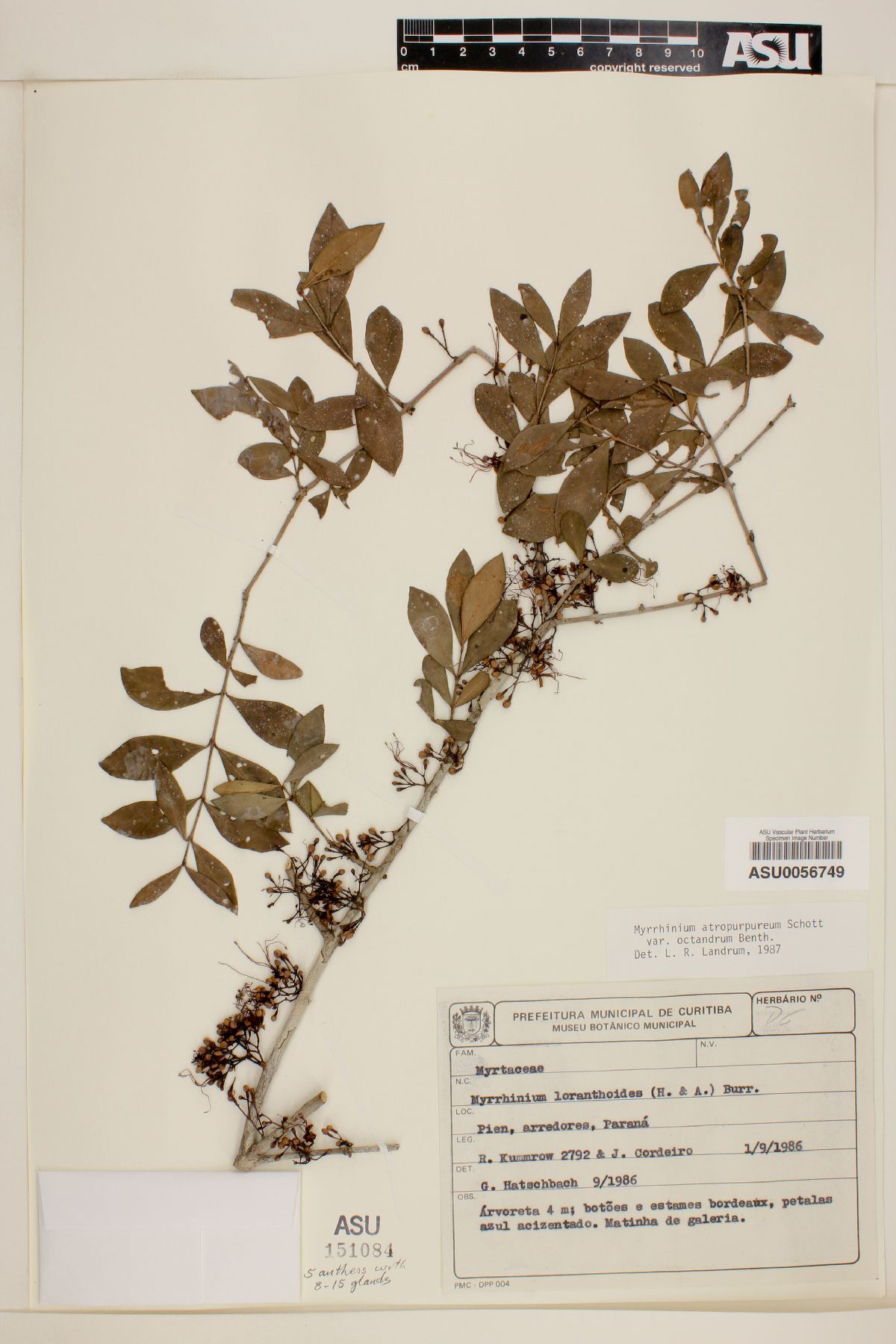 Myrrhinium loranthoides image
