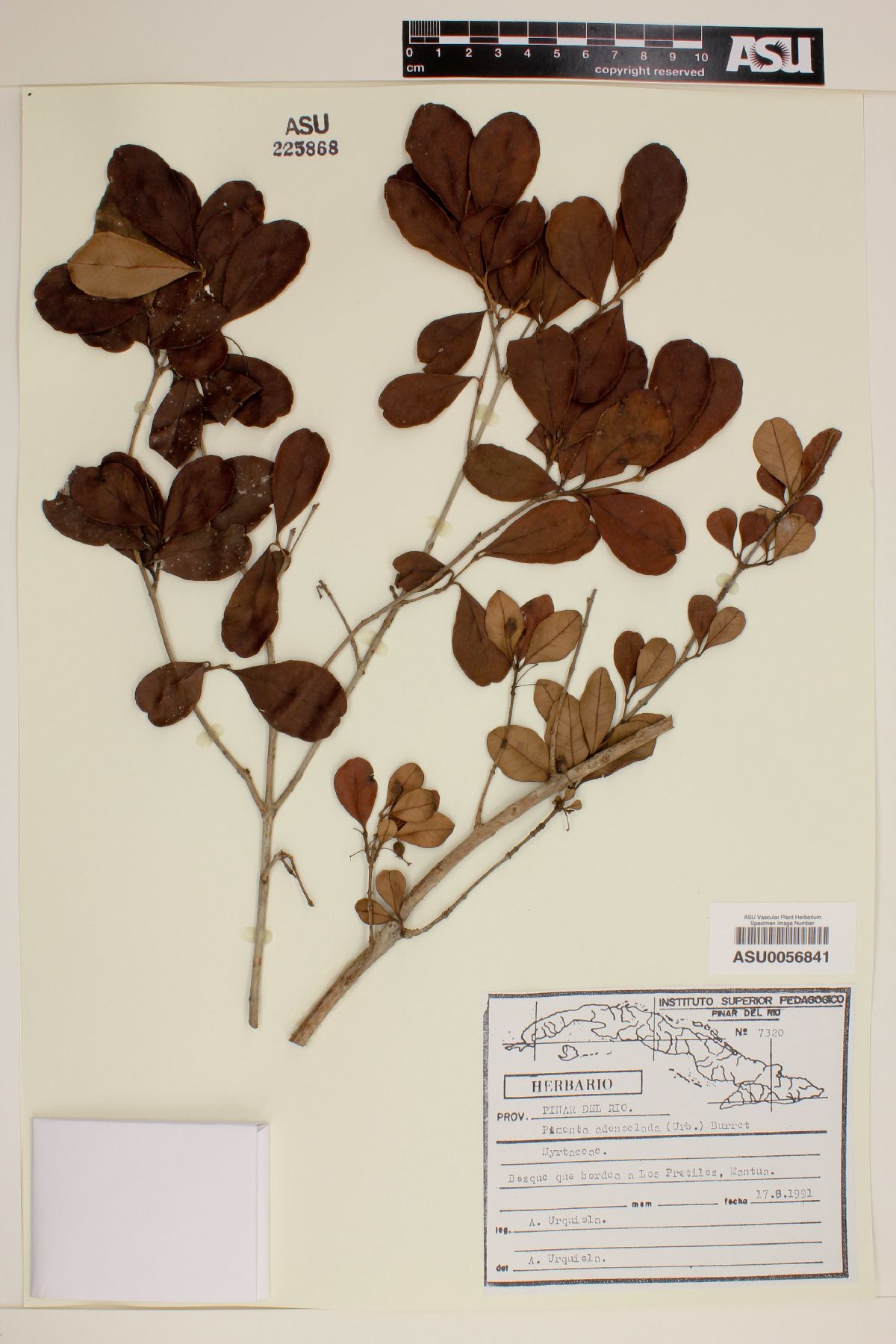 Pimenta adenoclada image