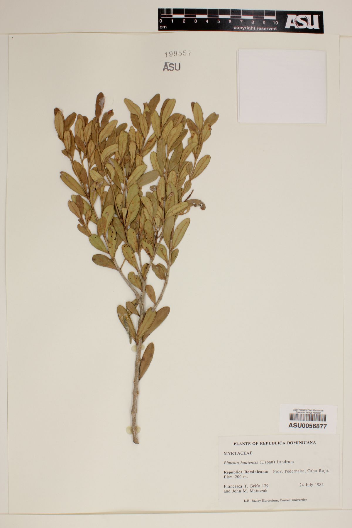 Pimenta haitiensis image