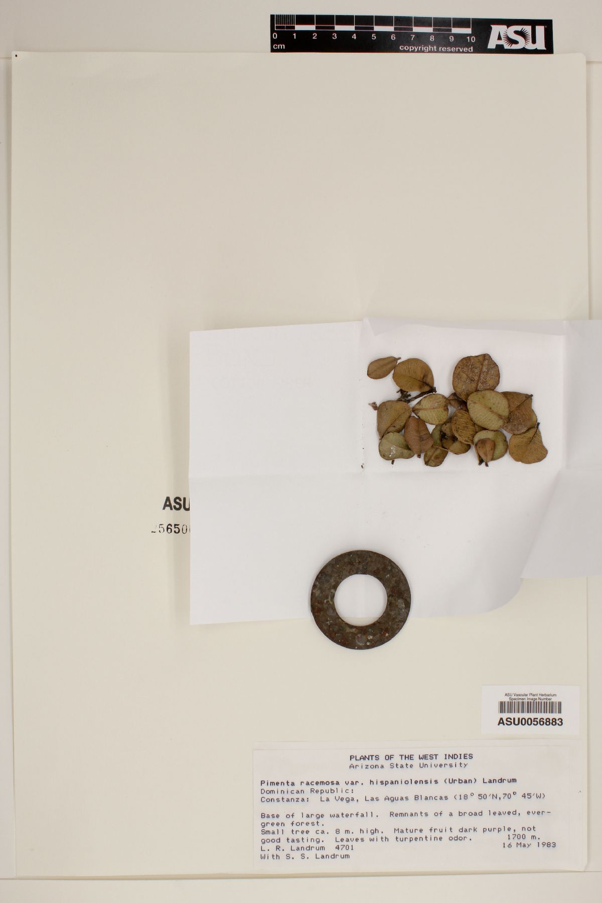 Pimenta racemosa var. hispaniolensis image