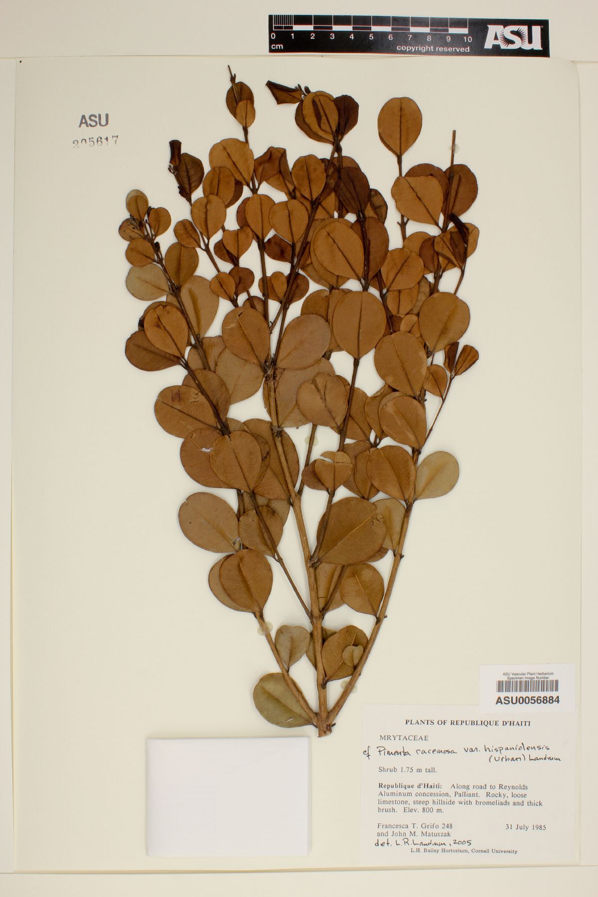 Pimenta racemosa var. hispaniolensis image