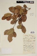 Pimenta racemosa var. hispaniolensis image