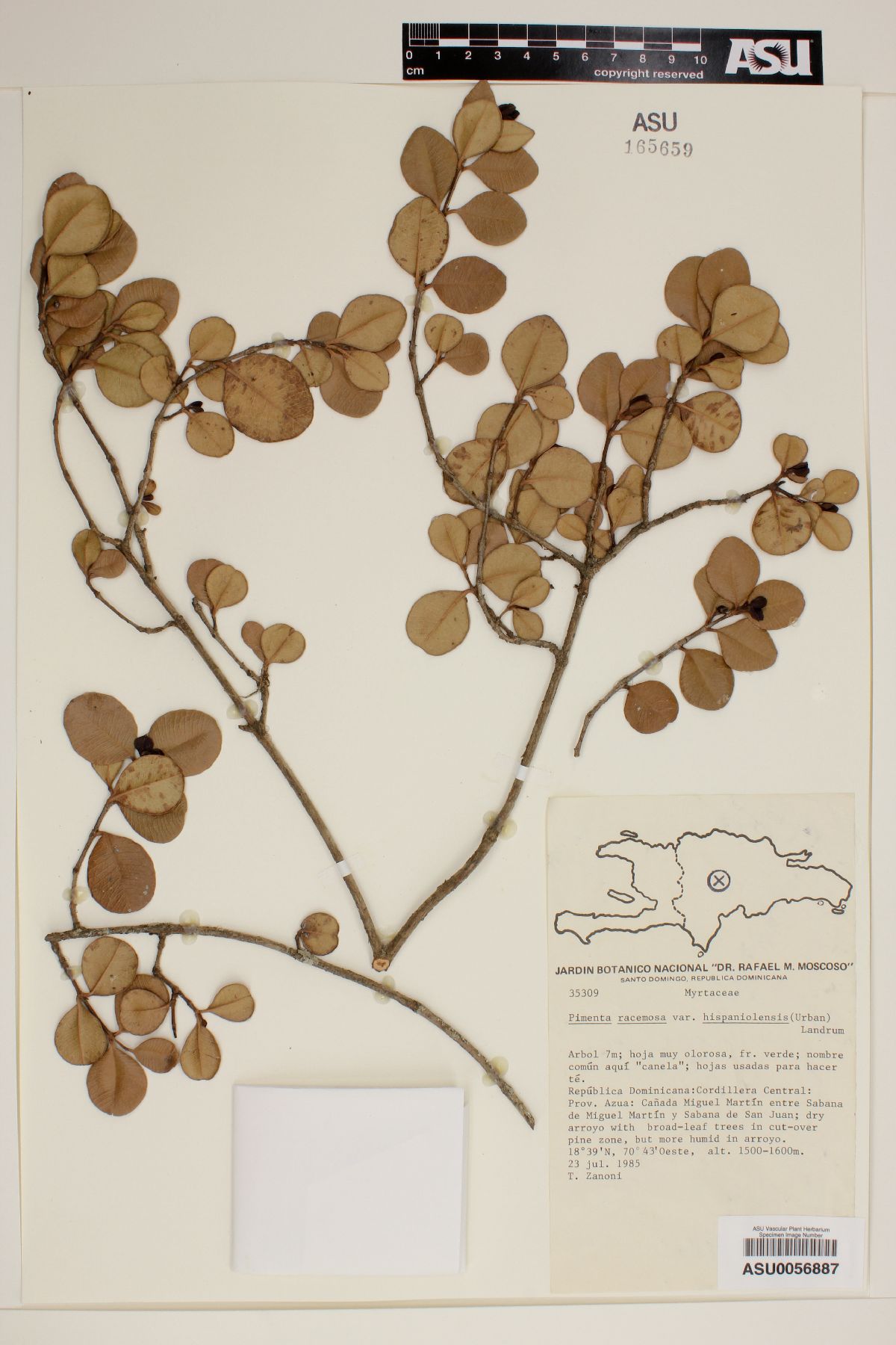 Pimenta racemosa var. hispaniolensis image