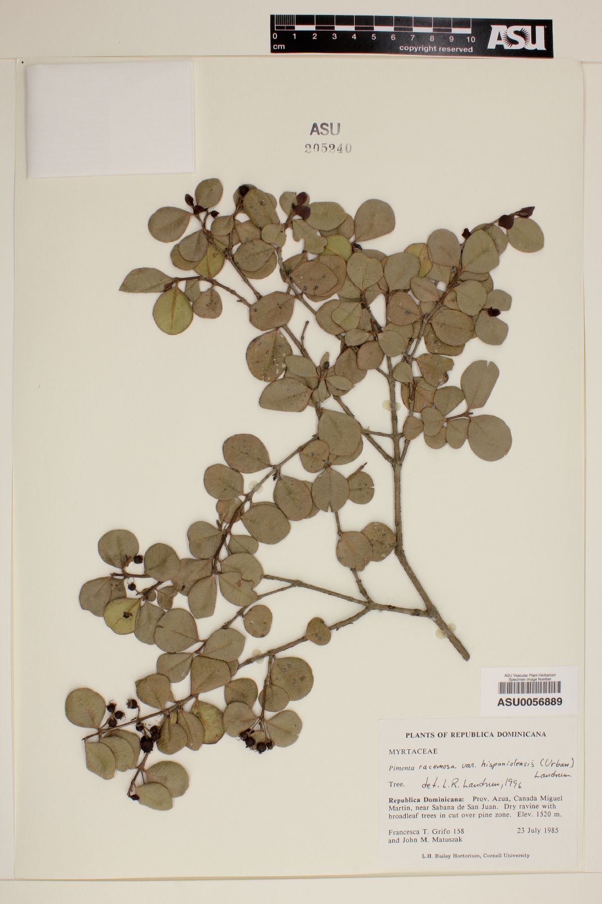 Pimenta racemosa var. hispaniolensis image