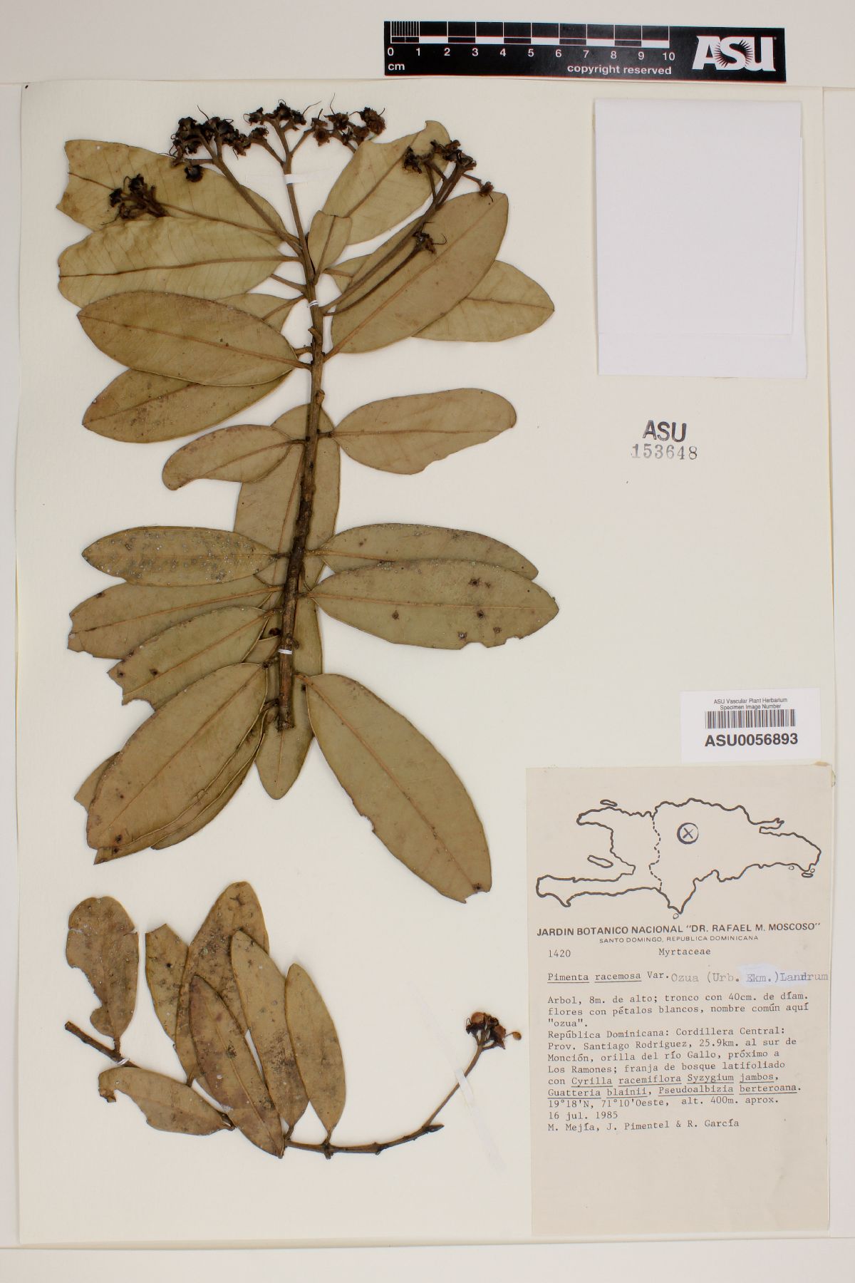 Pimenta racemosa var. ozua image