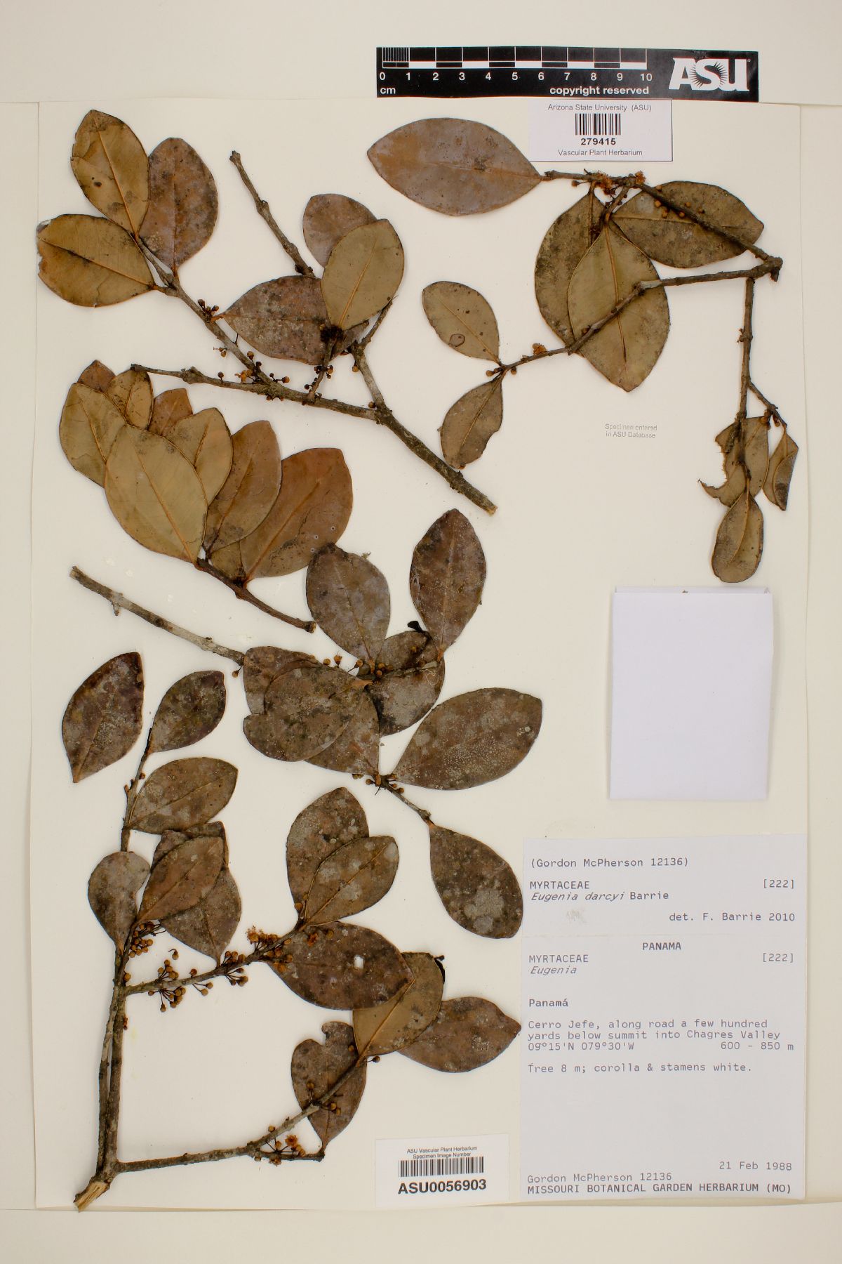 Eugenia darcyi image
