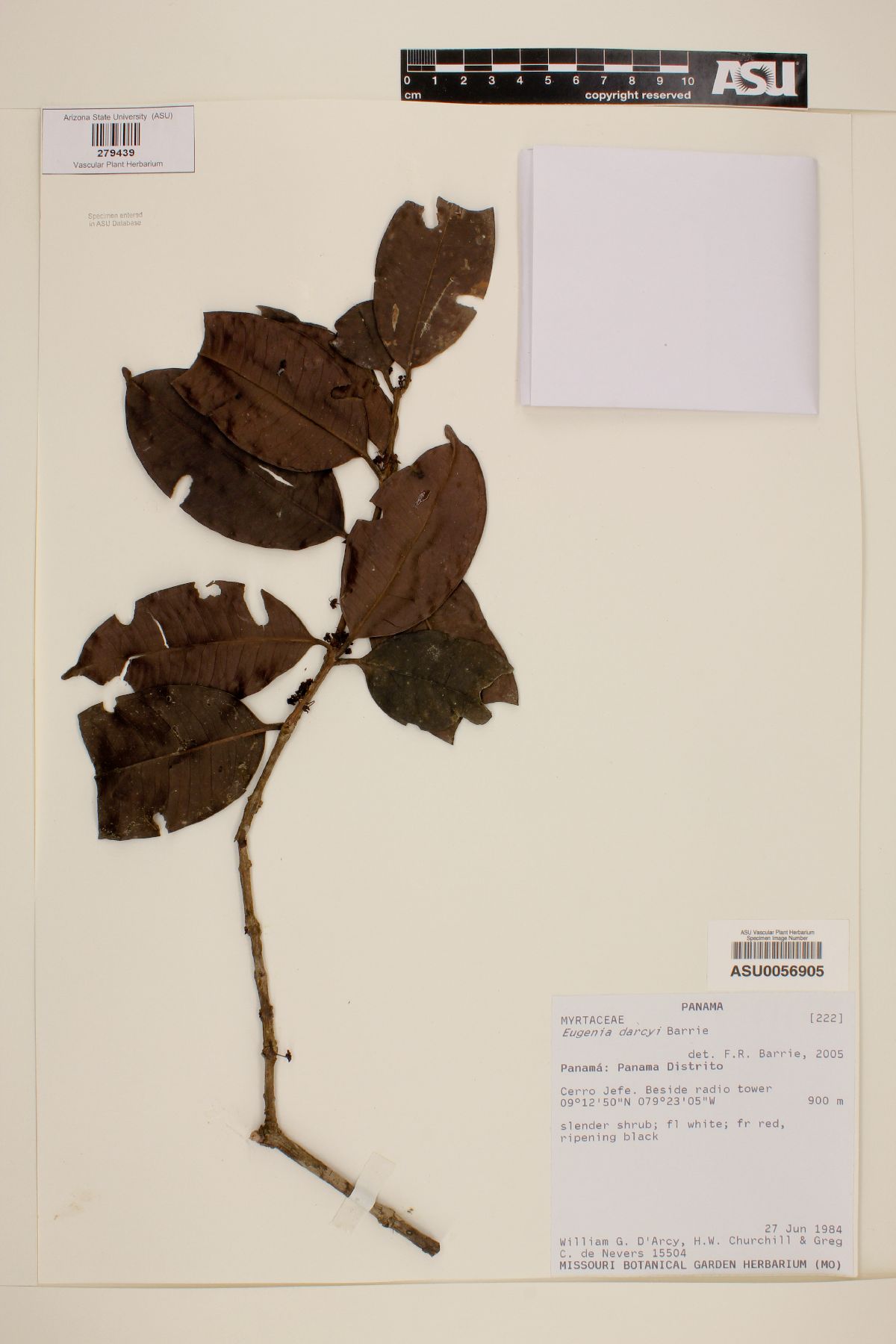 Eugenia darcyi image
