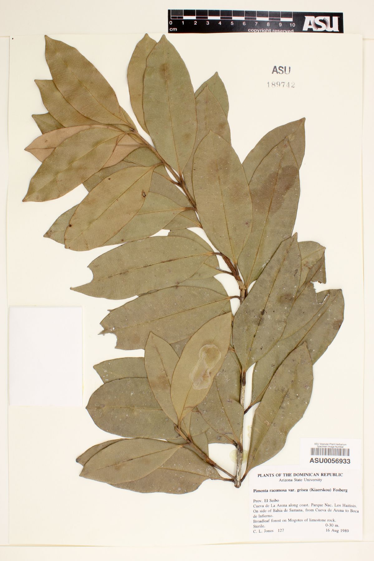 Pimenta racemosa var. grisea image