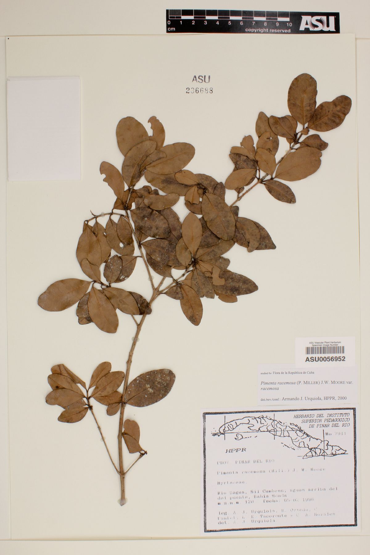 Pimenta racemosa var. racemosa image