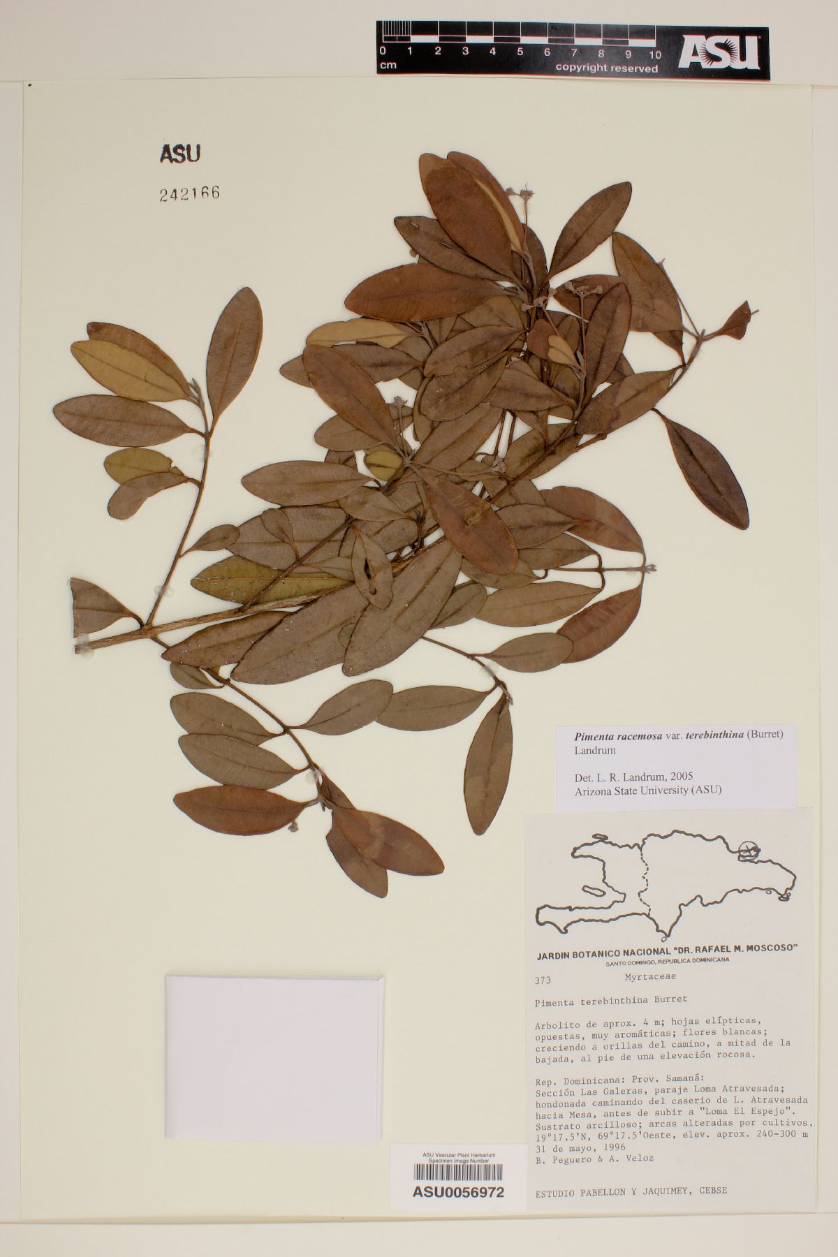 Pimenta racemosa var. terebinthina image