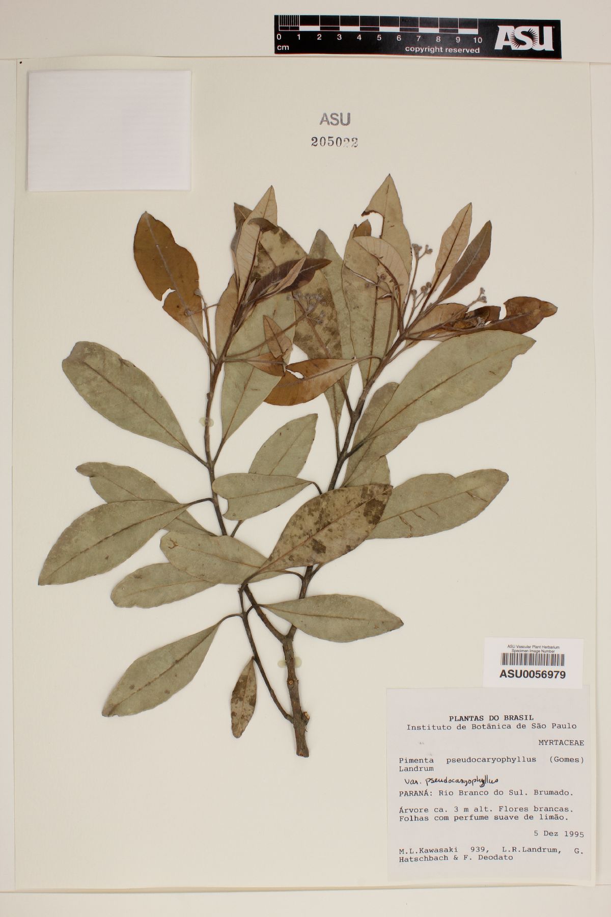 Pimenta pseudocaryophyllus image