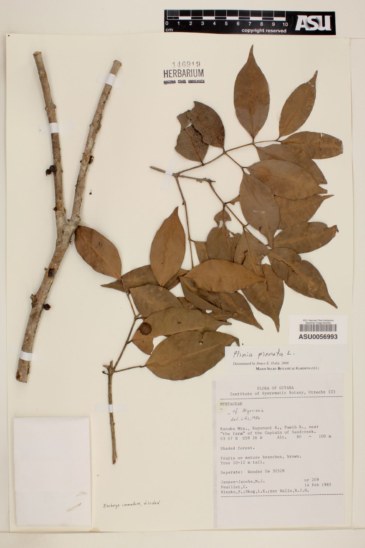 Plinia pinnata image