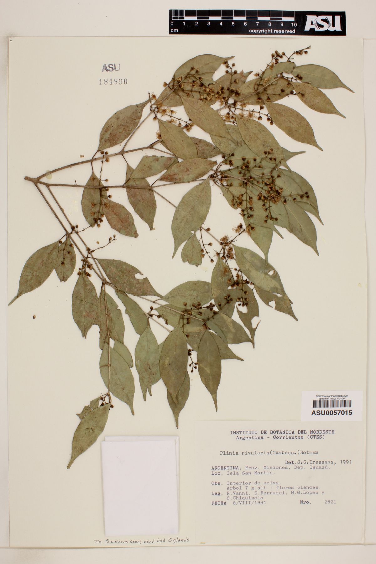 Plinia rivularis image