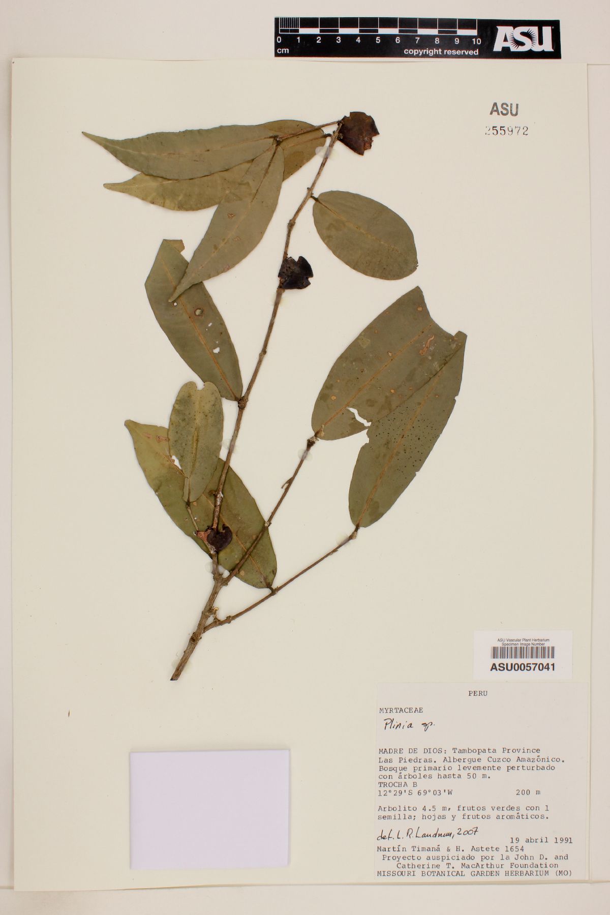 Plinia image