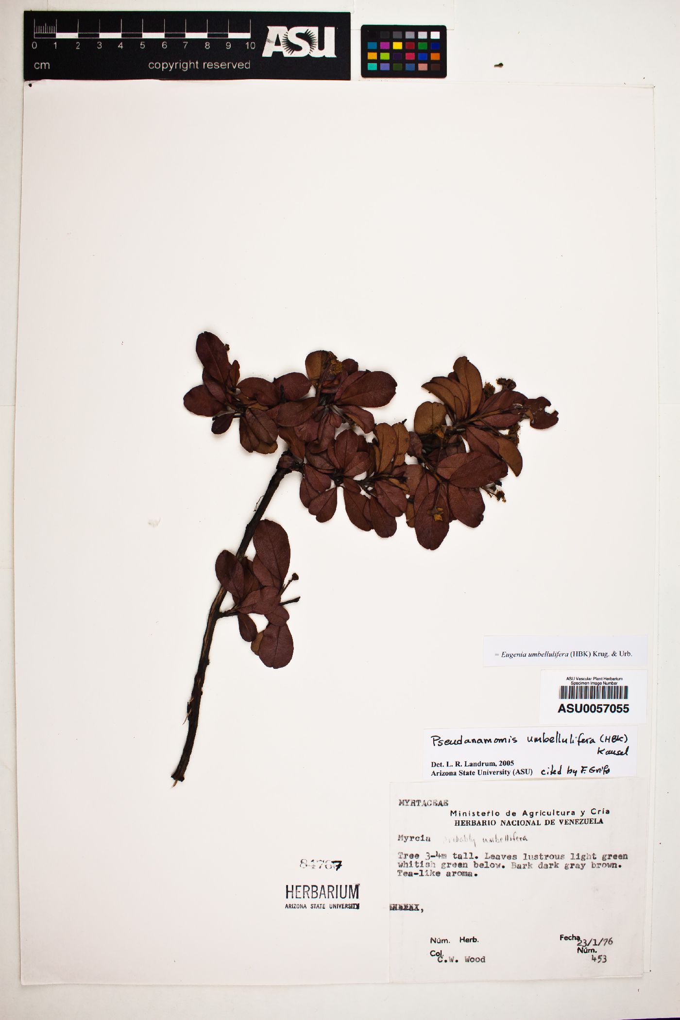 Eugenia umbellulifera image