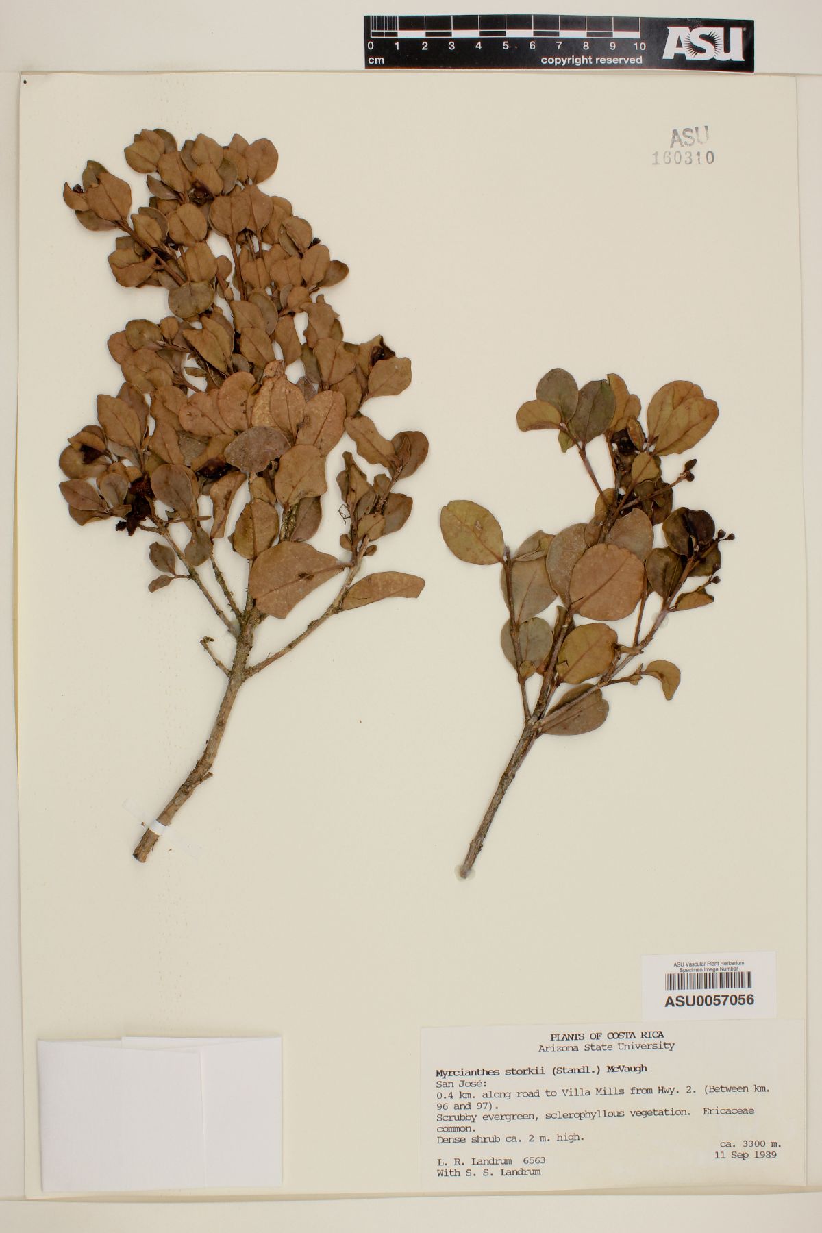 Myrcianthes storkii image