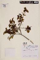 Psidium rhombeum image