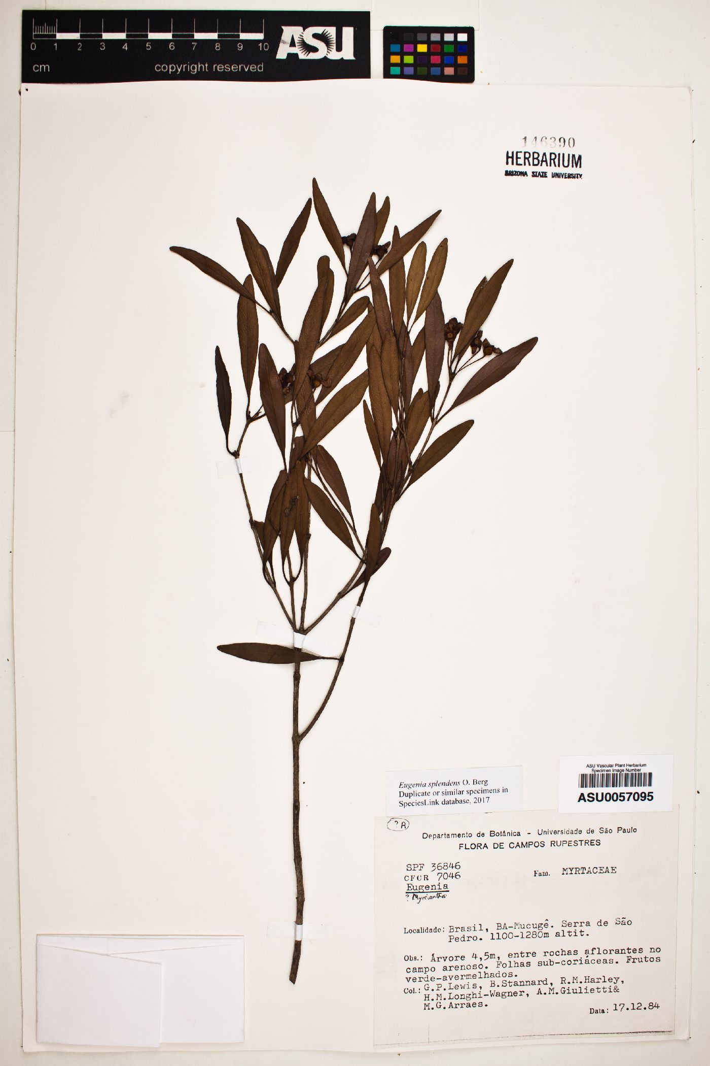 Eugenia splendens image