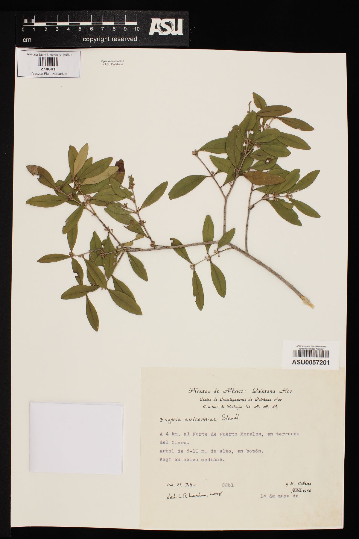 Eugenia avicenniae image