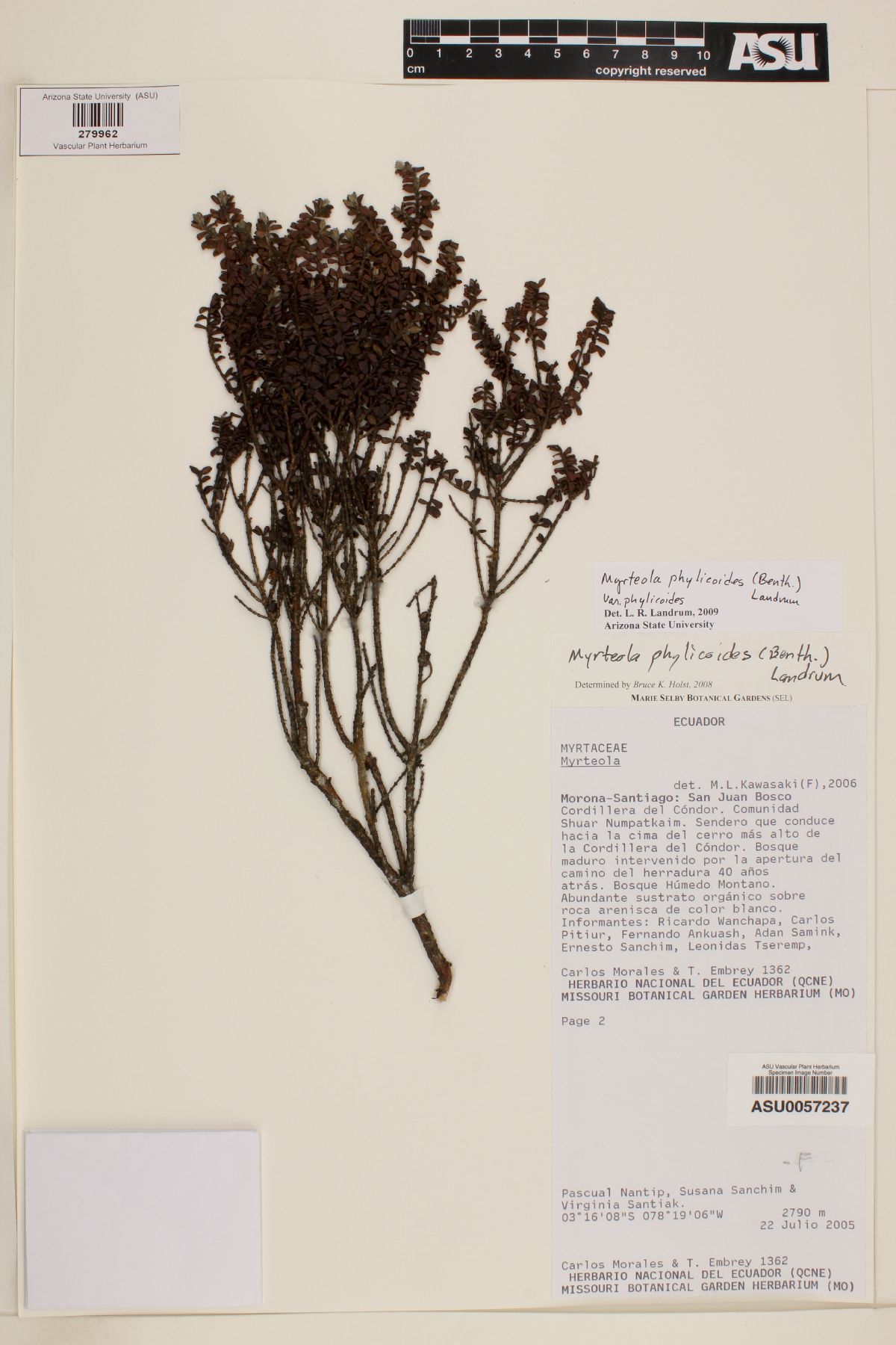 Myrteola phylicoides var. phylicoides image