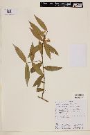 Myrcia bracteata image