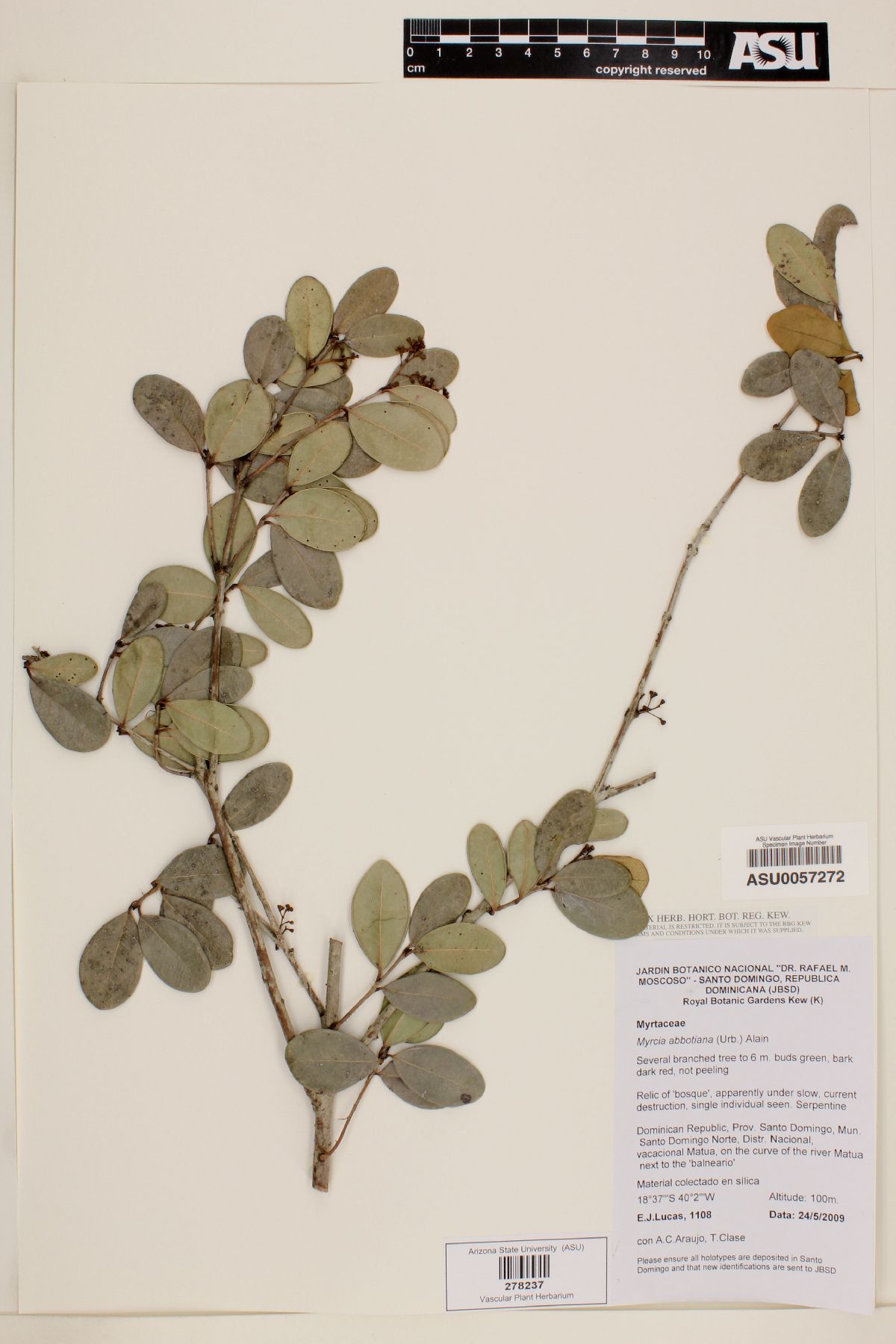 Myrcia abbotiana image