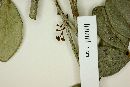 Myrcia abbotiana image