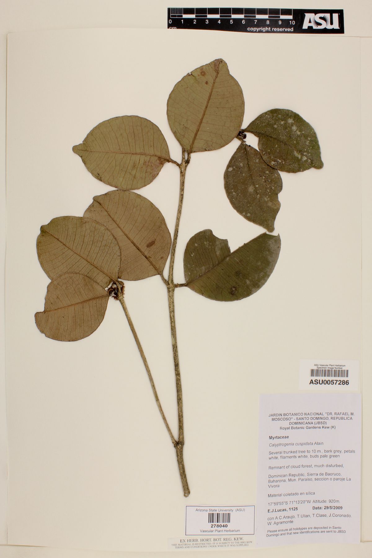 Calyptrogenia cuspidata image
