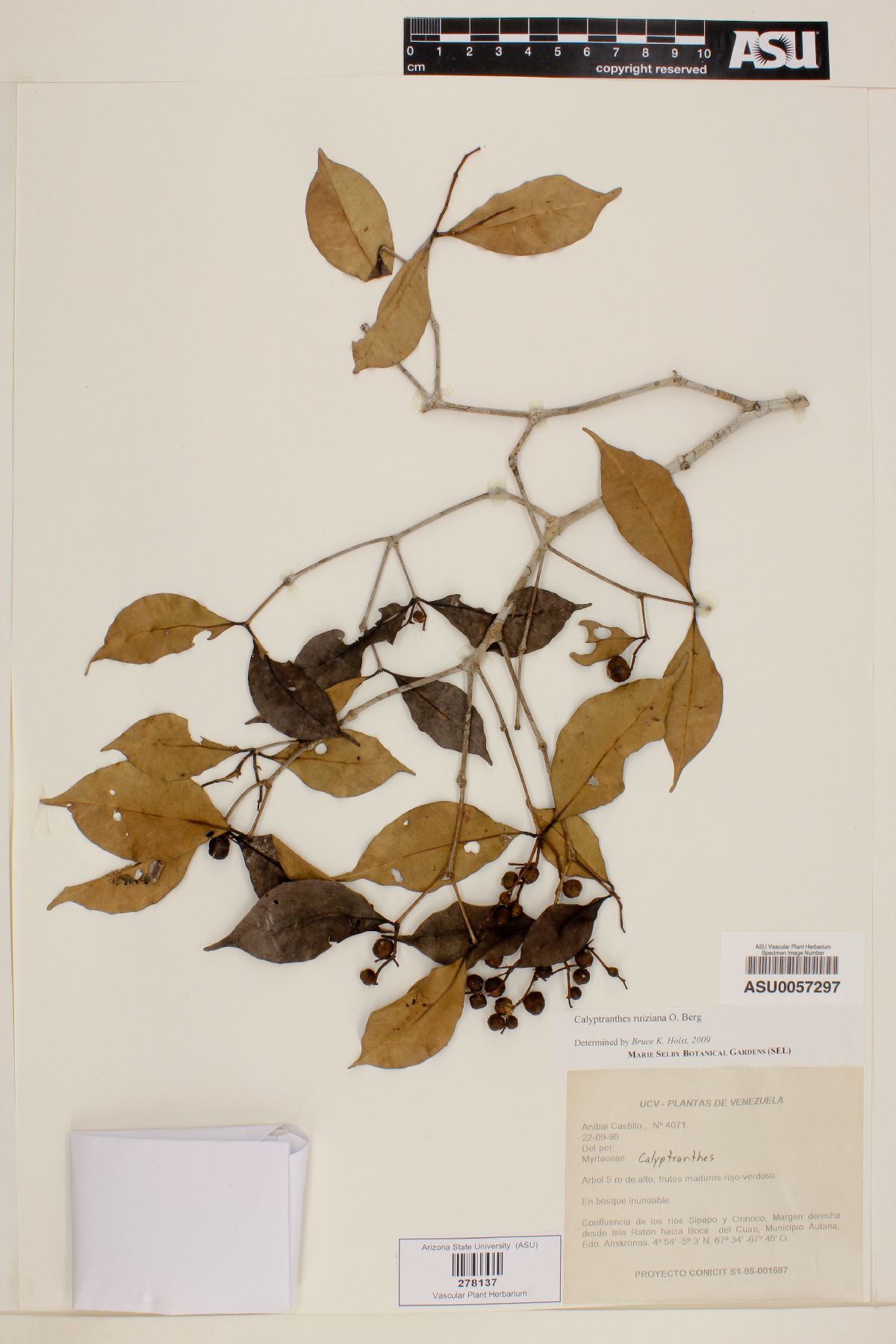 Calyptranthes ruiziana image