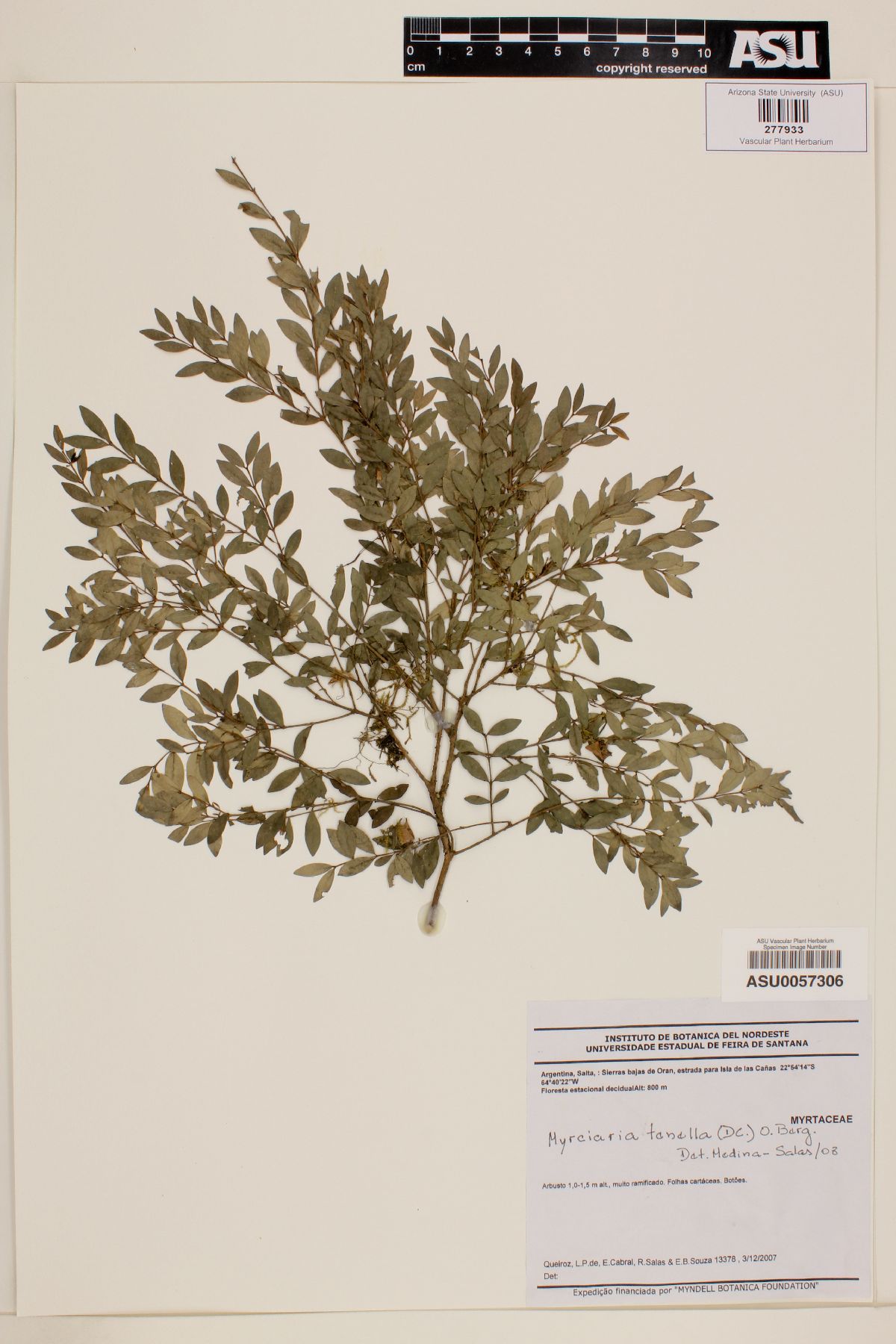 Myrciaria tenella image