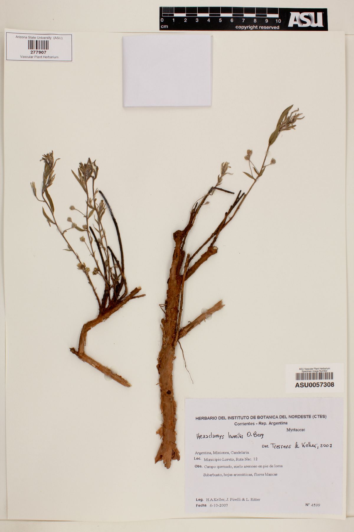 Eugenia anomala image
