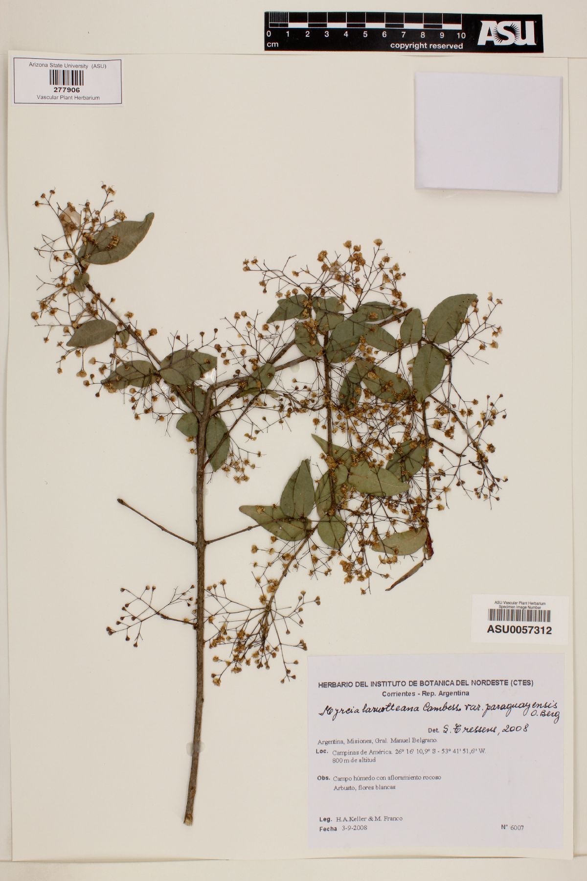 Myrcia laruotteana var. paraguayensis image