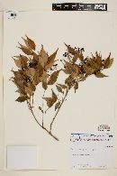 Myrcia sylvatica image