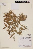 Myrcia sylvatica image
