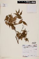 Myrcia sylvatica image