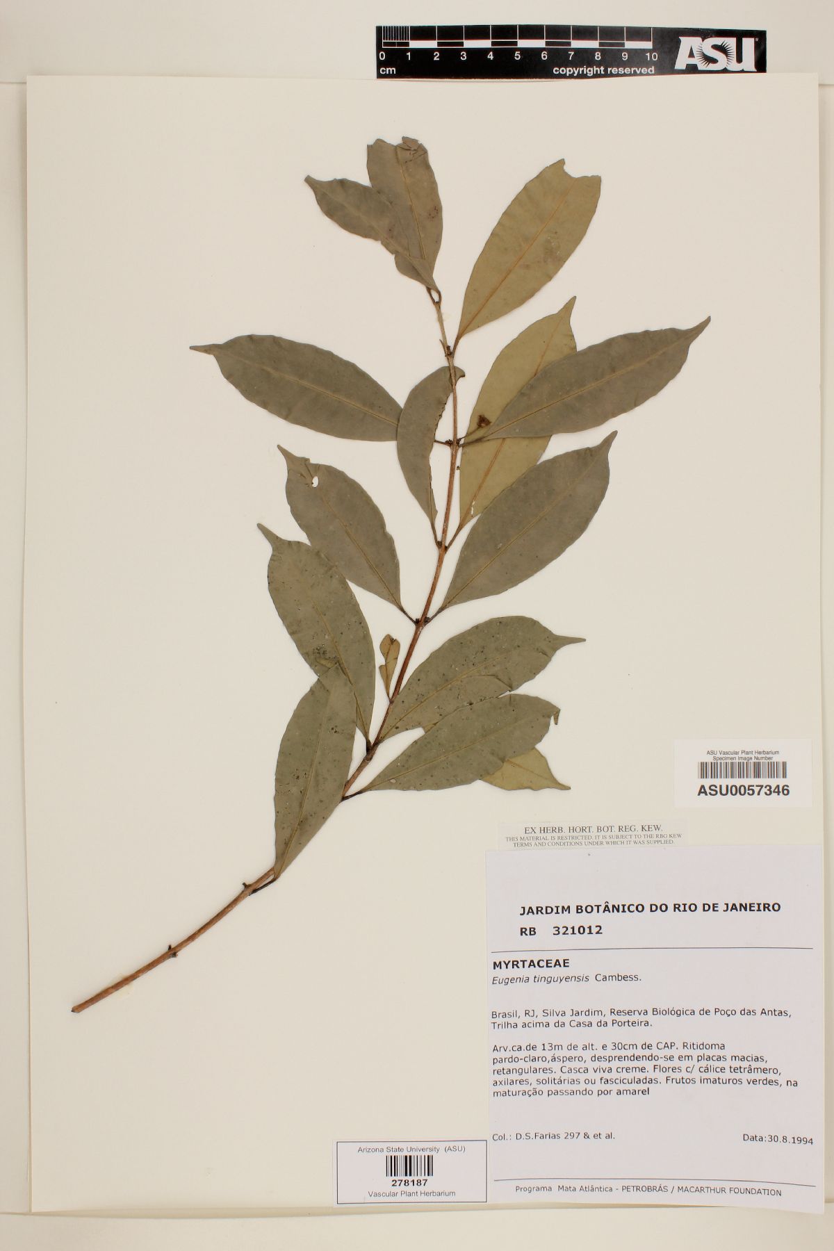 Eugenia tinguyensis image