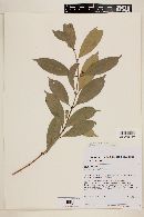 Eugenia tinguyensis image
