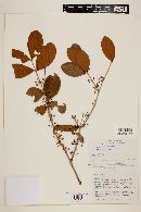 Eugenia rotundifolia image