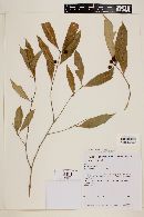 Eugenia tinguyensis image