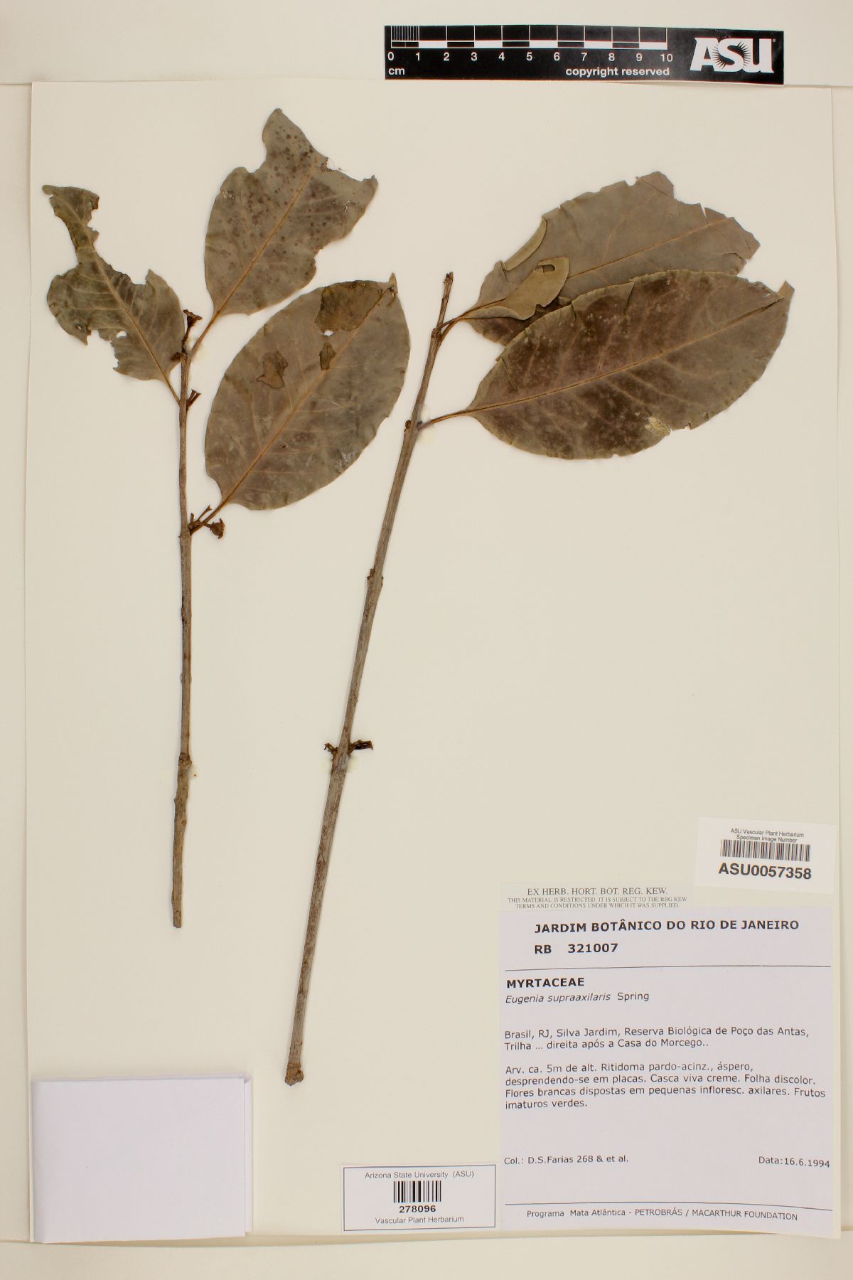 Eugenia supraaxillaris image