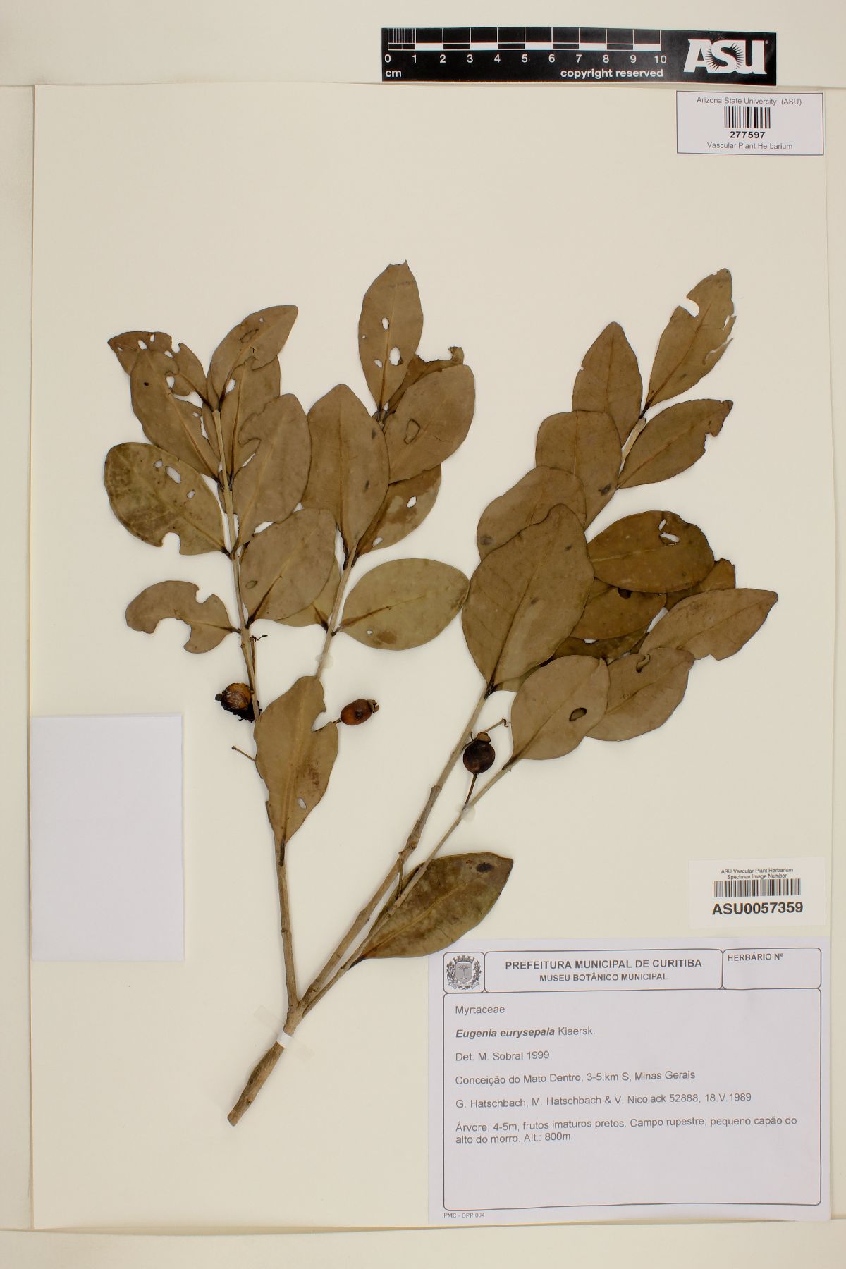 Eugenia nutans image