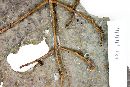 Calyptranthes aromatica image