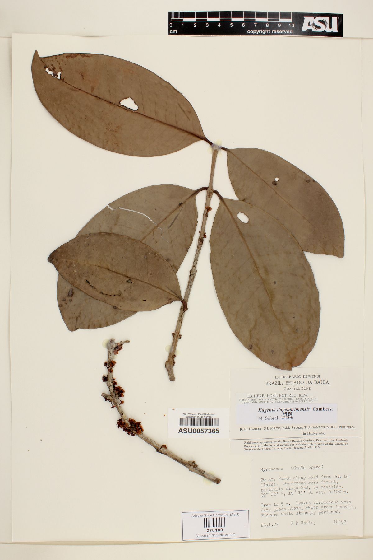 Eugenia itapemirimensis image