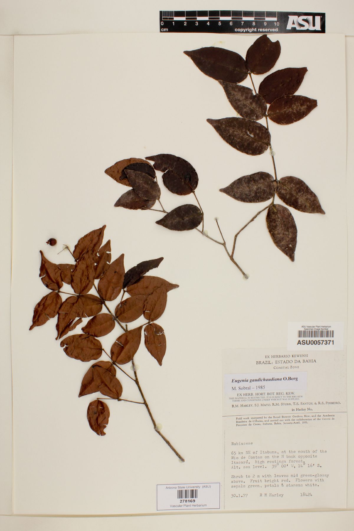 Eugenia gaudichaudiana image