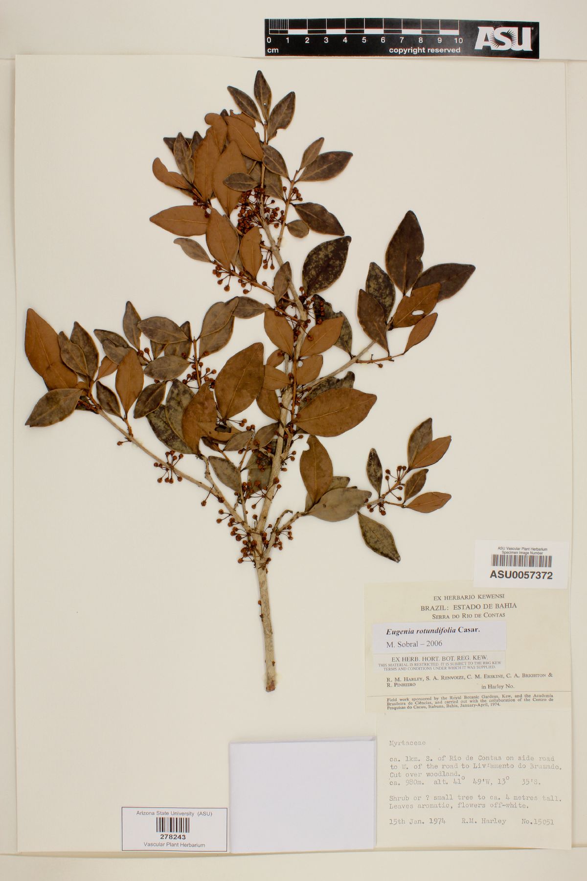 Eugenia rotundifolia image