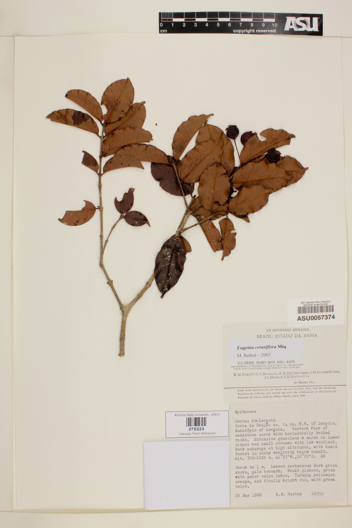 Eugenia cerasiflora image
