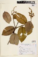 Myrcia pohliana image
