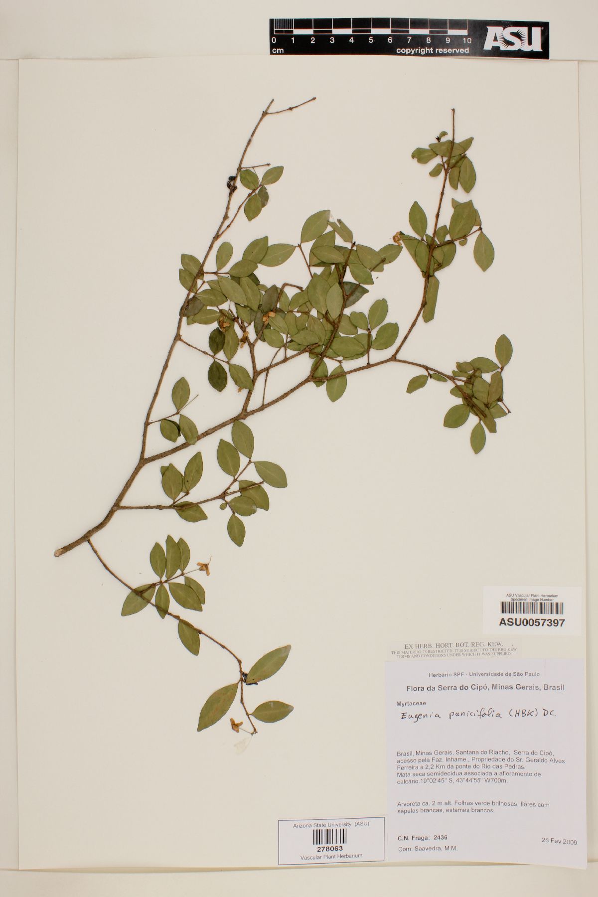 Eugenia pauciflora image